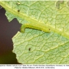 gonepteryx rhamni larva2